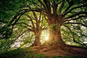 Tree - Wiccan Online Shop